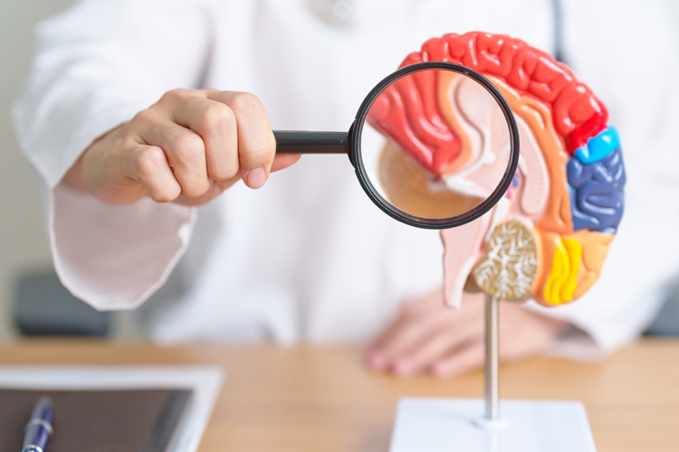 Clermont Park Senior Living Community in Denver, CO - clermont park closeup of magnifying glass looking at model of brain